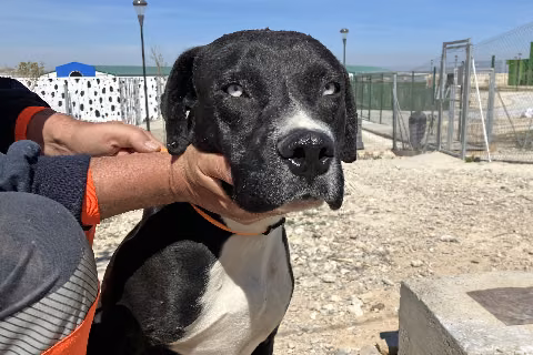 Ripidos, from the shelter's listing