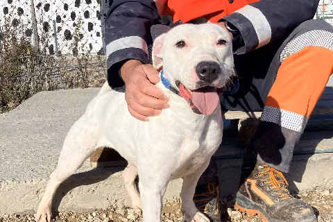 Luisa, from the shelter's listing