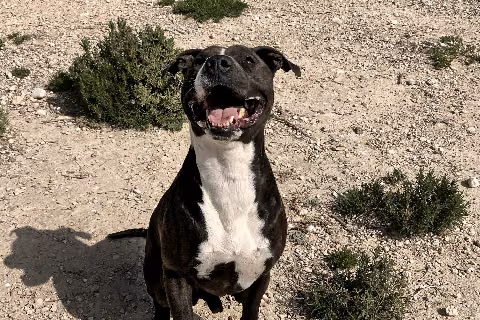 Titan, from the shelter's listing