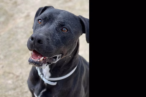 Almunio, from the shelter's listing