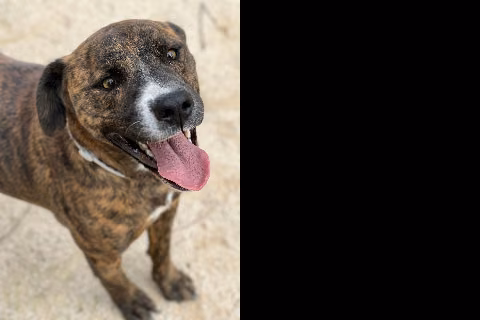Peris, from the shelter's listing