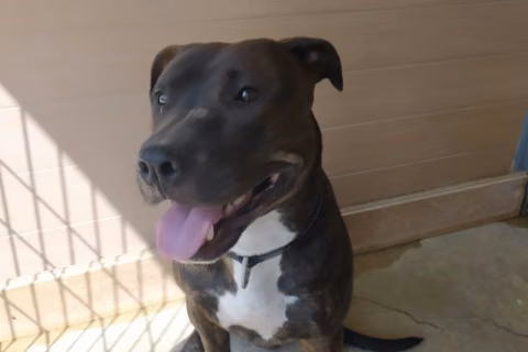 Magdaleno, from the shelter's listing