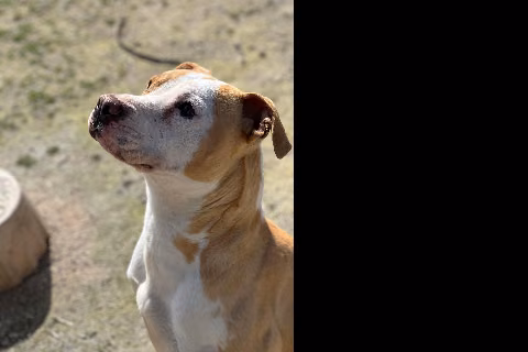 Milta, from the shelter's listing