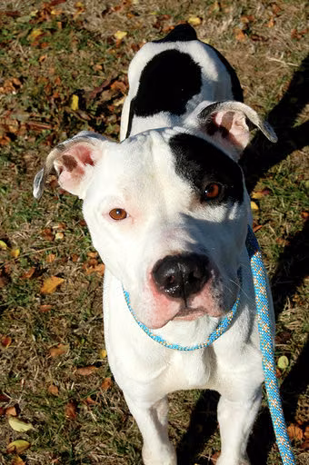 Athos, from the shelter's listing