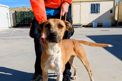 Chenoa/ Hanna, from the shelter's listing