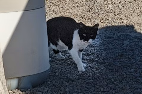 Sardinilla, from the shelter's listing