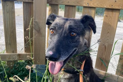 Cantal, from the shelter's listing