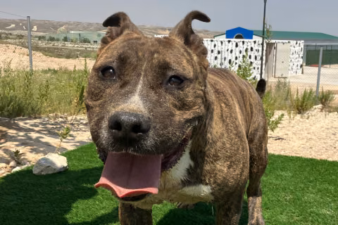 Thor, from the shelter's listing