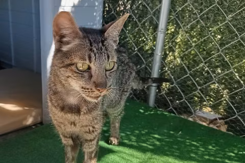 Tempranillo, from the shelter's listing