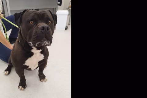 Txinin, from the shelter's listing