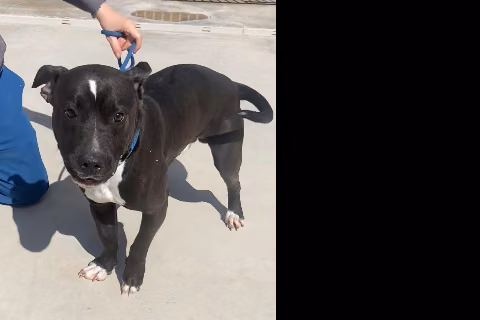 Delaware, from the shelter's listing