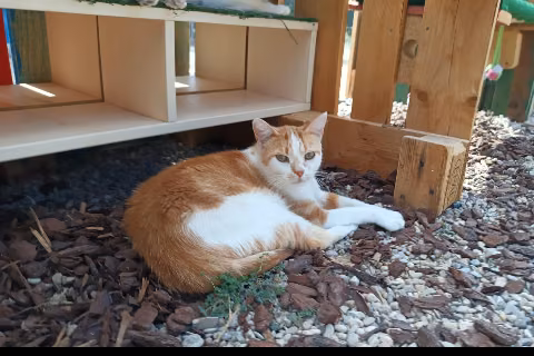 Tiburcio, from the shelter's listing