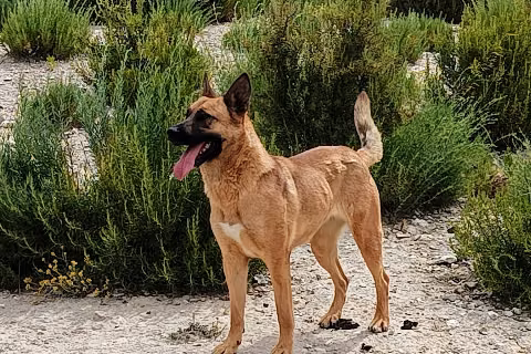Jolie, from the shelter's listing