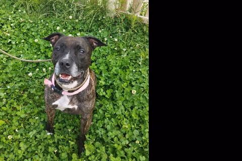 Hienna, from the shelter's listing