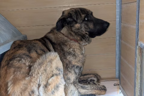 Brin / Gordo, from the shelter's listing