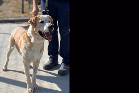 Duque, from the shelter's listing
