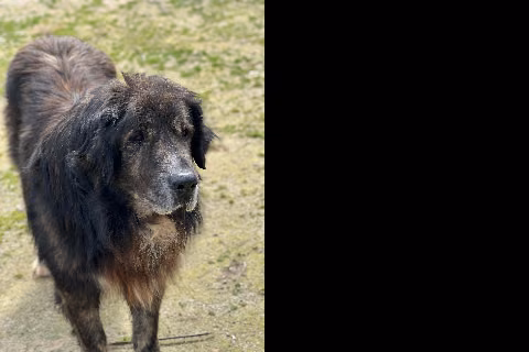 Zeus, from the shelter's listing
