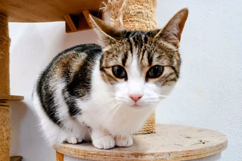 Estela, from the shelter's listing