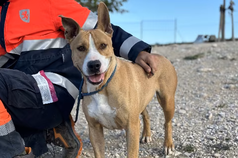 Luna, from the shelter's listing