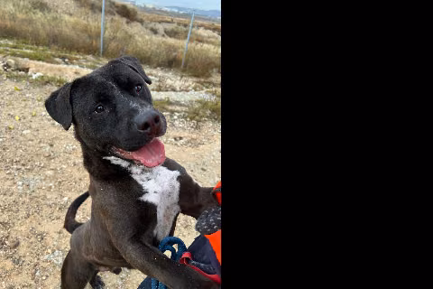 Aemond, from the shelter's listing