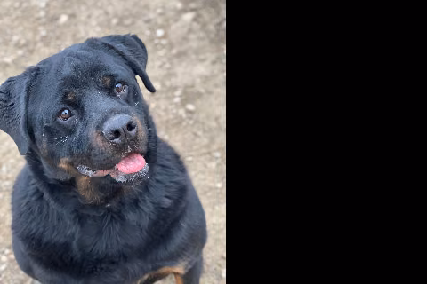 Adriano, from the shelter's listing