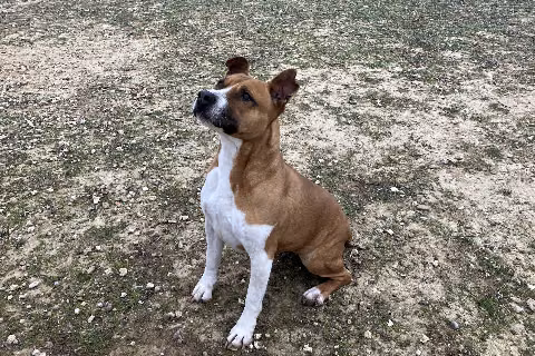 Diva, from the shelter's listing