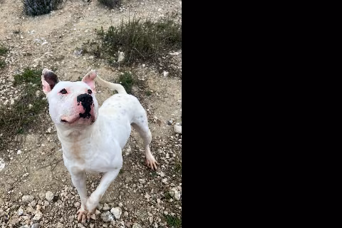 Florin, from the shelter's listing