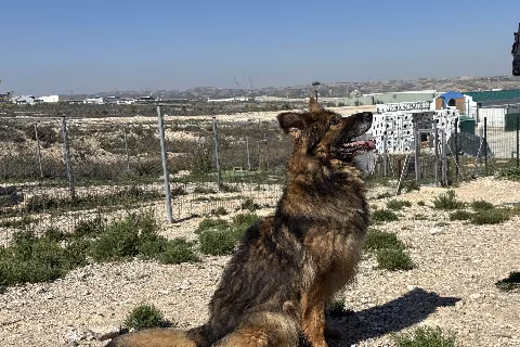 Richard, from the shelter's listing