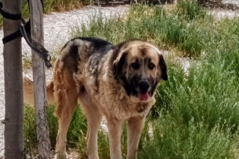 Lolo, from the shelter's listing
