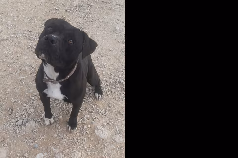 Shark, from the shelter's listing