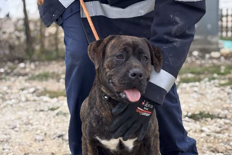 Filipa, from the shelter's listing