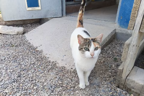 Tika Masala, from the shelter's listing