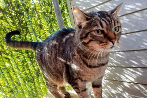 Garrapi, from the shelter's listing