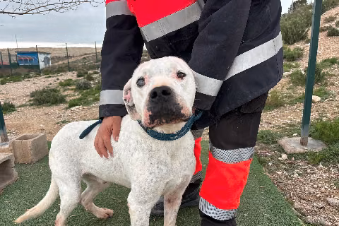 Barri, from the shelter's listing