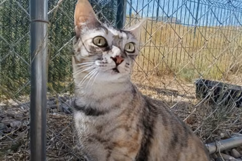 Socorro, from the shelter's listing