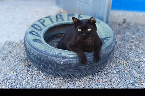 Huesitos, from the shelter's listing