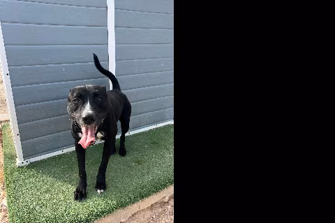 Romeo, from the shelter's listing