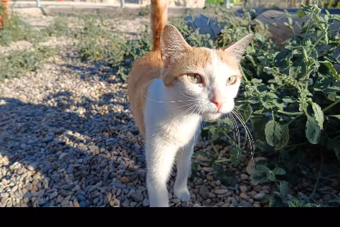 Jaquetona, from the shelter's listing