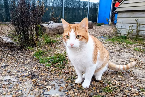 Boromir, from the shelter's listing