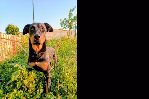 Kleya, from the shelter's listing