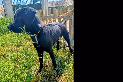 Tayson, from the shelter's listing