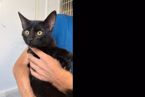 Julio, from the shelter's listing