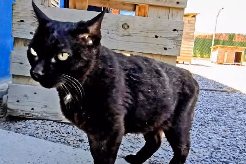 Pisco, from the shelter's listing