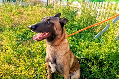 Sancocho, from the shelter's listing