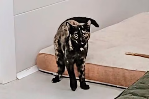 Milanesa, from the shelter's listing