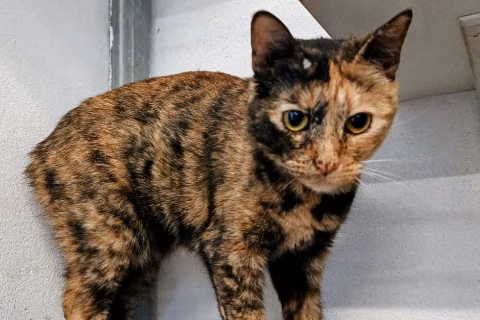 Yuki, from the shelter's listing