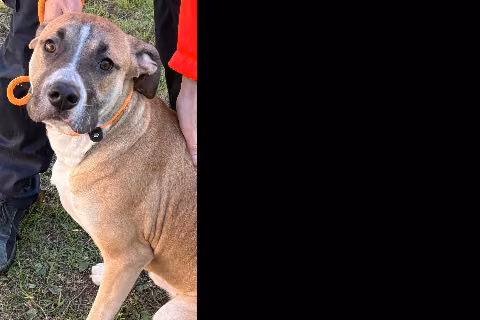 Cooper, from the shelter's listing