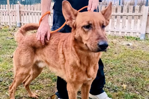 Scootex, from the shelter's listing