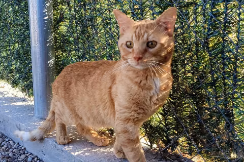 Giste, from the shelter's listing