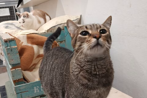 Delicious, from the shelter's listing